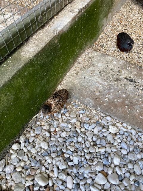 Cailles de chine naine bagu&eacute;es 2026 14 35520 La chapelle-des-fougeretz