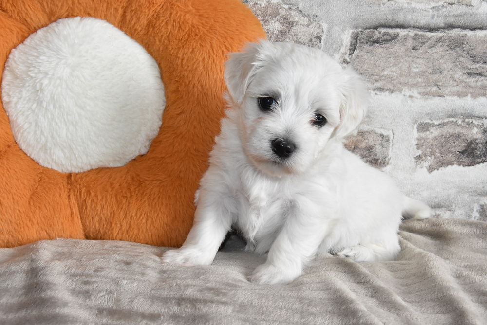   A RESERVER CHIOTS BICHON MALTAIS NON LOF 