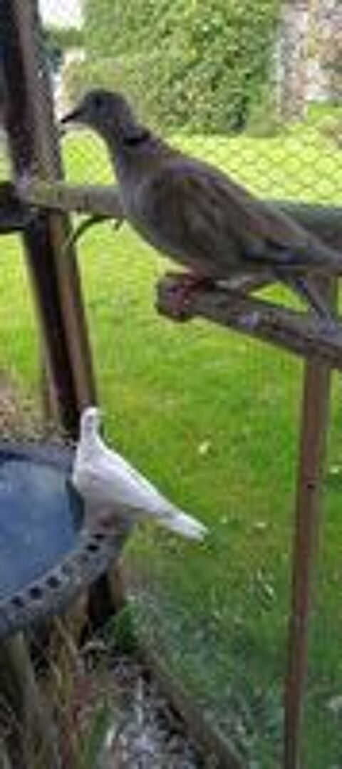   Colombe  