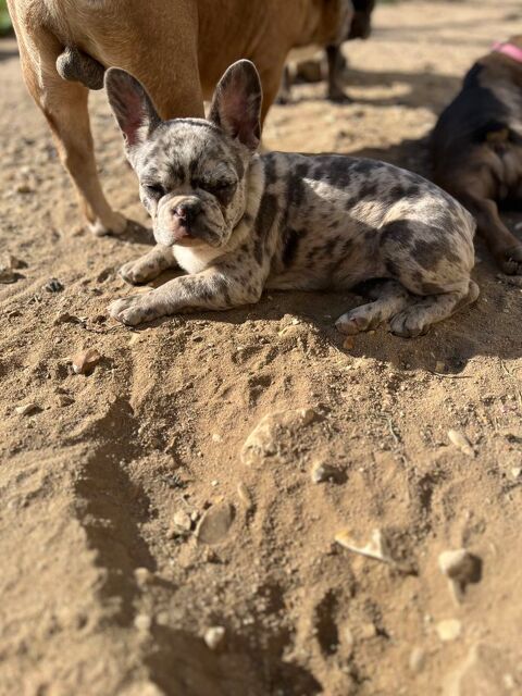 Femelle bouledogue français payable en 3 fois  1000 45210 Ferrires-en-gtinais