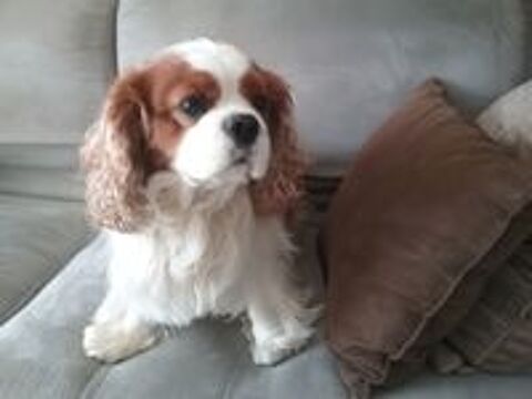   GARDE DE CHIENS 