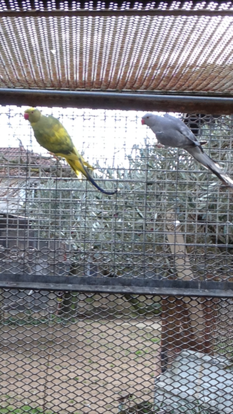 divers grandes perruches 50 38150 Roussillon