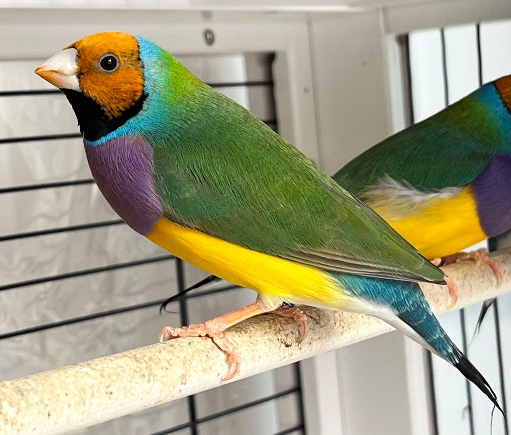   Oiseaux exotiques : Diamant de Gould 