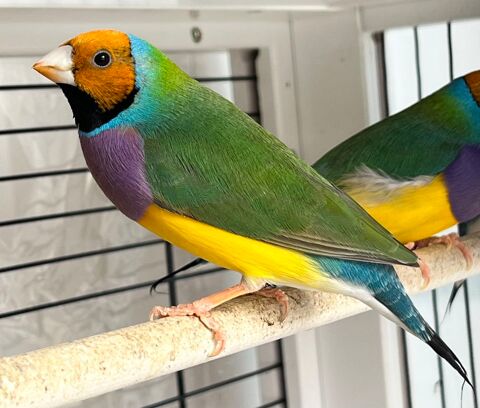 Oiseaux exotiques : Diamant de Gould 45 24380 Fouleix