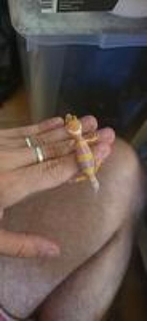   Gecko Leopard Juvenile  