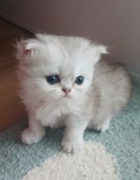 Magnifique chaton femelle persan chinchilla 
1250 92600 Asni�res-sur-seine
