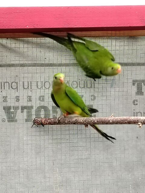 A saisir 2males Barrabands 50 60170 Cambronne-l�s-rib�court