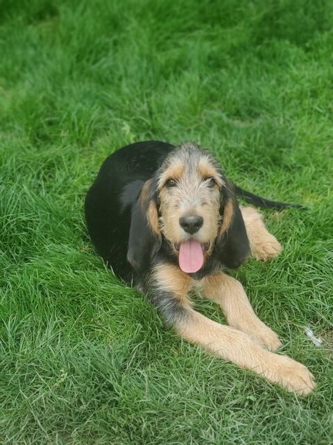 Chiot 4 mois Griffon Nivernais/Bruno du Jura 0 87470 Peyrat-le-ch�teau