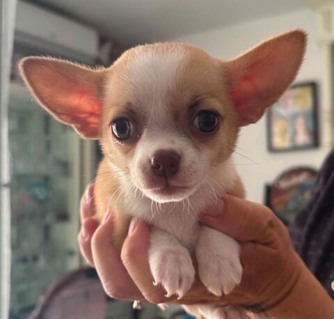 Bb femelle chihuahua 750 34420 Portiragnes