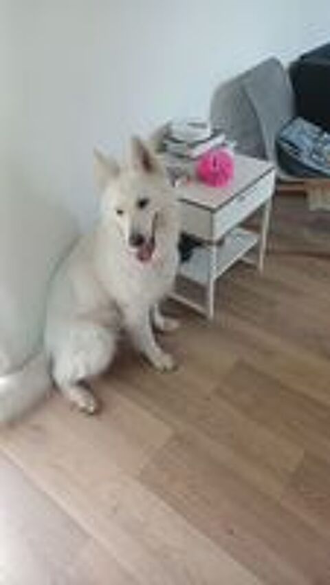   Snow, 4 ans, cherche de bons adoptants  