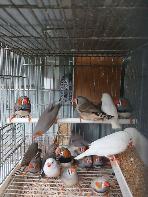 Mandarins 7 44150 Ancenis