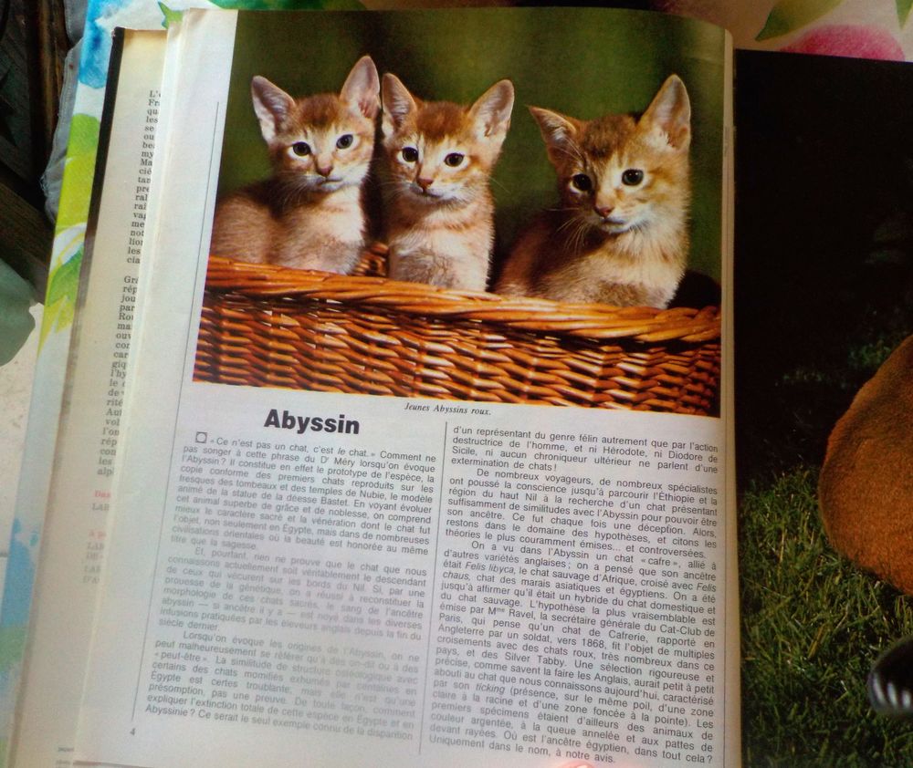 LAROUSSE DU CHAT Livres et BD