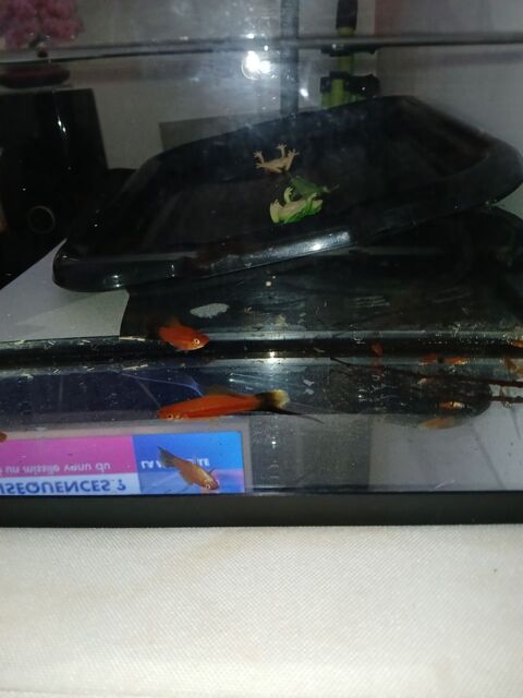 Xipho lyre male / femelle 1 49450 Villedieu-la-blou�re