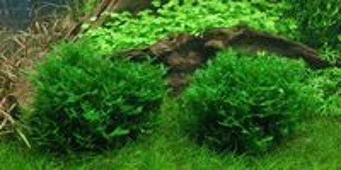   Plante / Mousse Lomariopsis lineata /Varech d'eau / Aquarium 