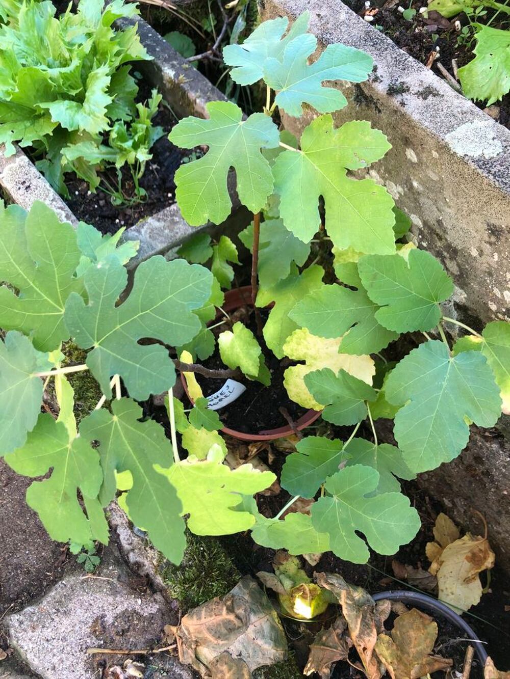 Figuiers Jardin