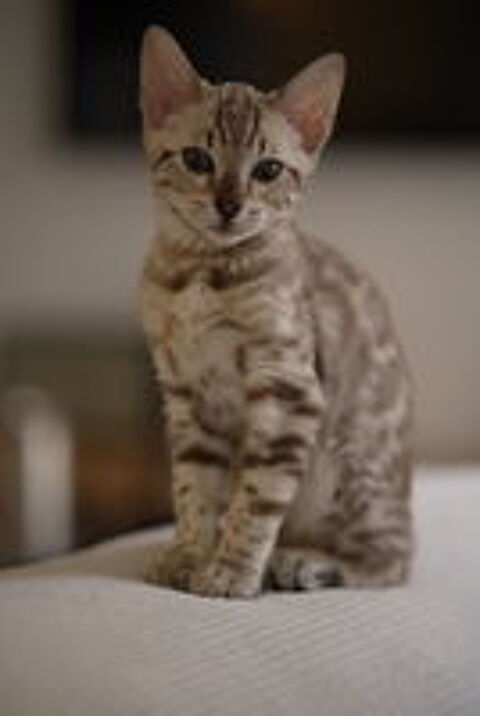   Chaton Bengal snow sépia LOOF 