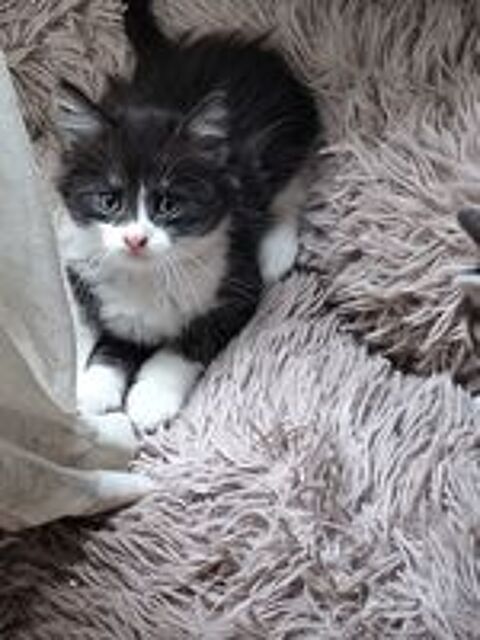   Chatons  