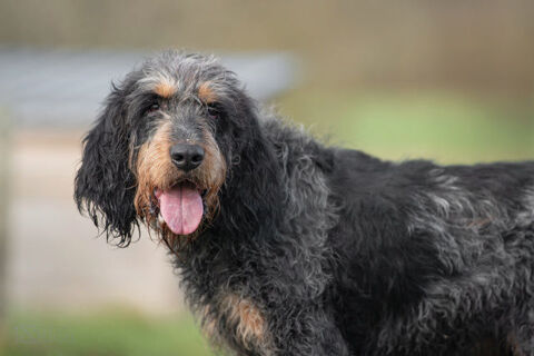 NEWTON gentil papy &agrave; adopter 100 17360 Saint-aigulin