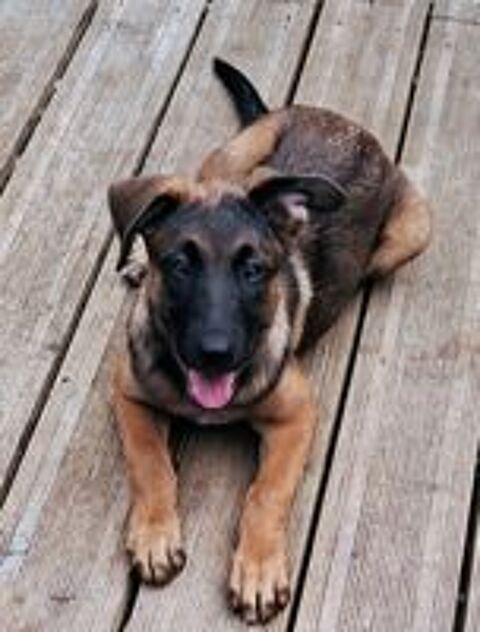   Adorable chiot femelle 