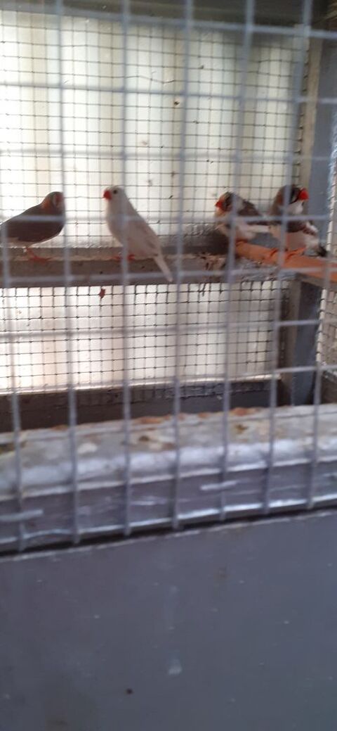 OISEAUX DE CAGES ET DE VOLI&Egrave;RES 10 22400 Lamballe