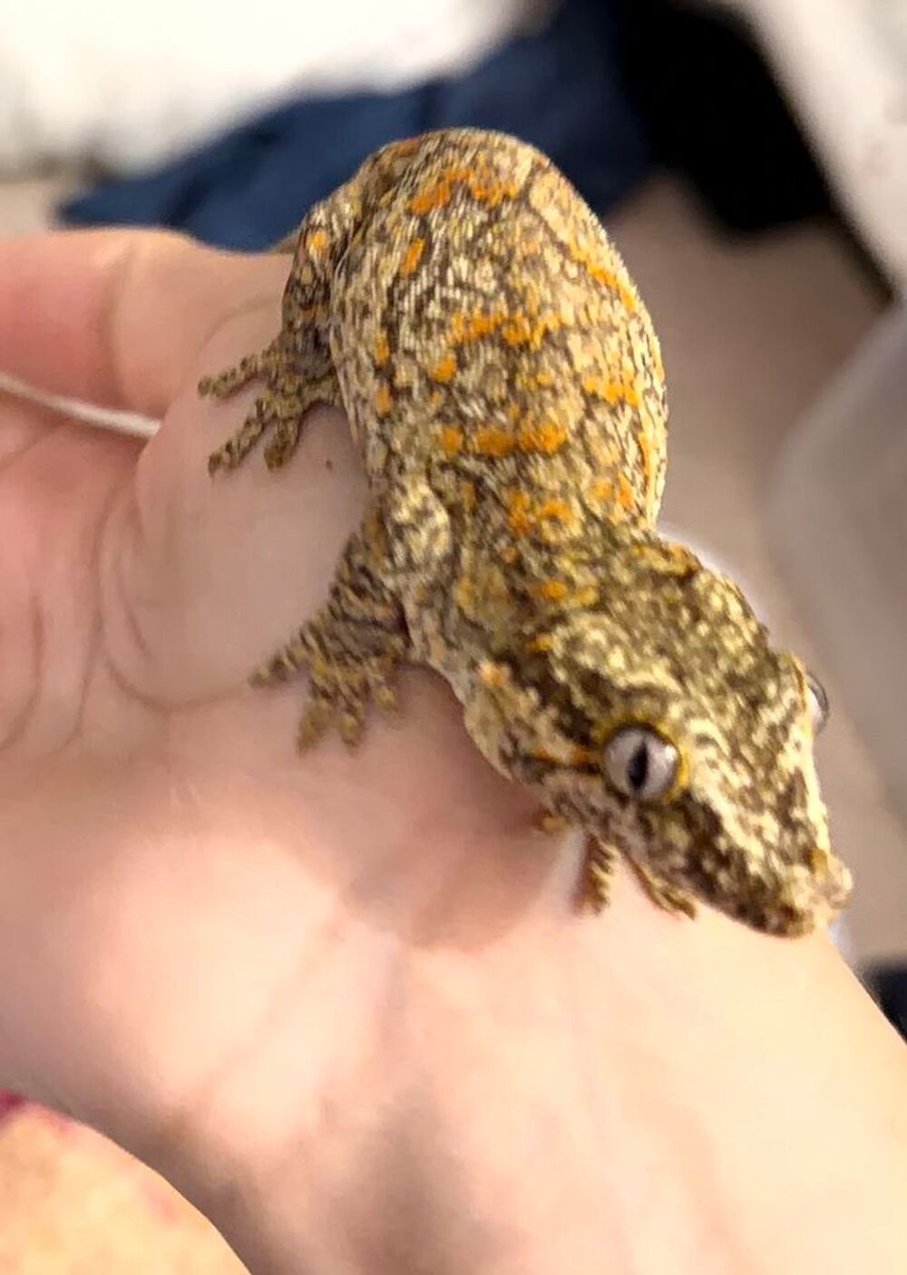   Gecko gargouille rayé orange  