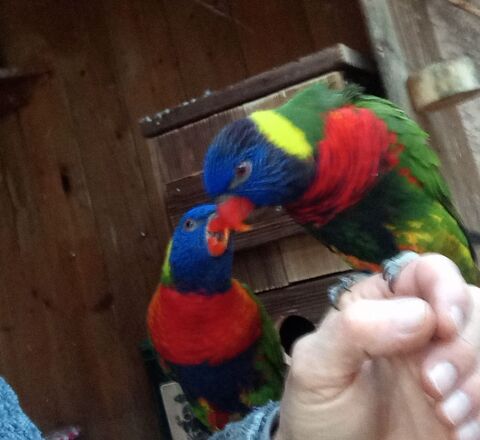 Loriquet de swainson EAM 450 13220 Ch�teauneuf-les-martigues