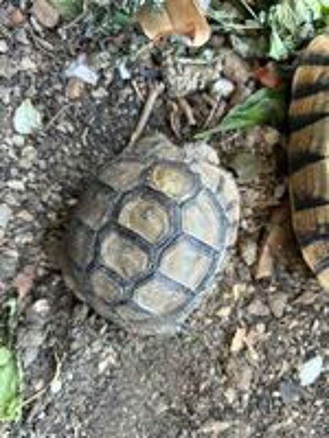   Tortue 
