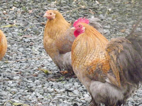 pekins 5 44130 Blain