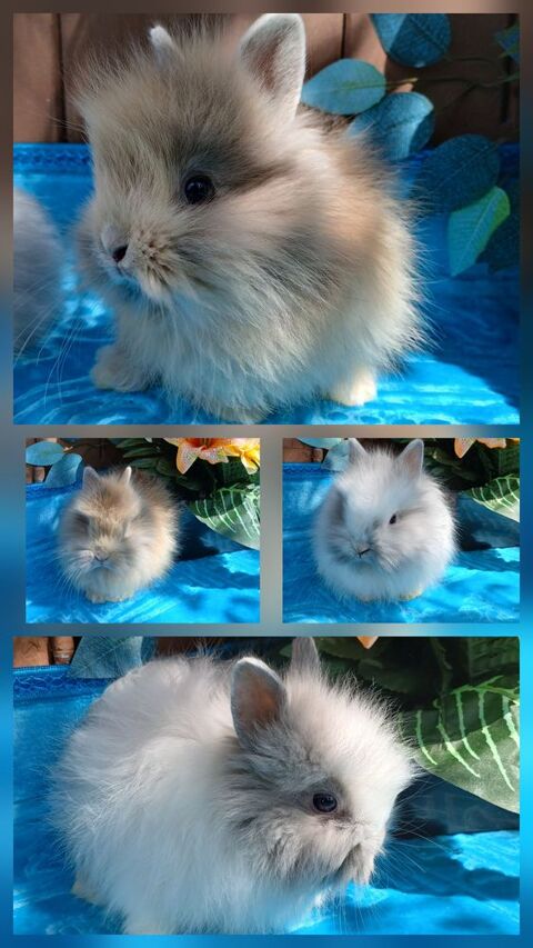 Lapin nain 70 24410 Festalemps