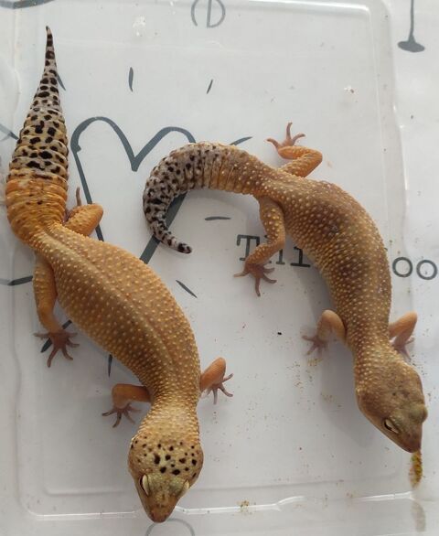 Geckos L&eacute;opards 30 74200 Thonon-les-bains