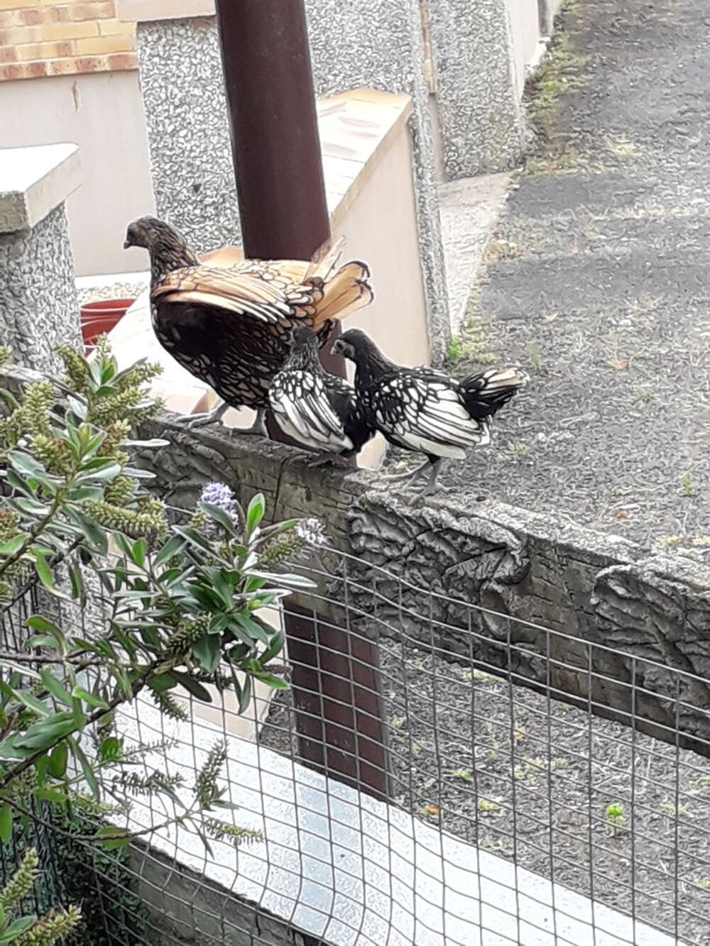   Poules et coques zebryd :  