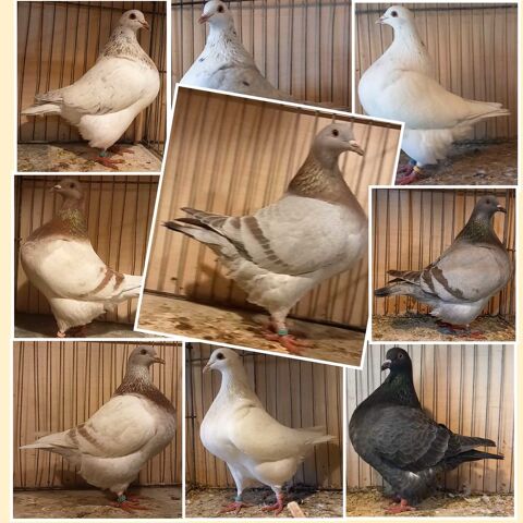 Pigeons Texans Pioneer 20 13570 Barbentane