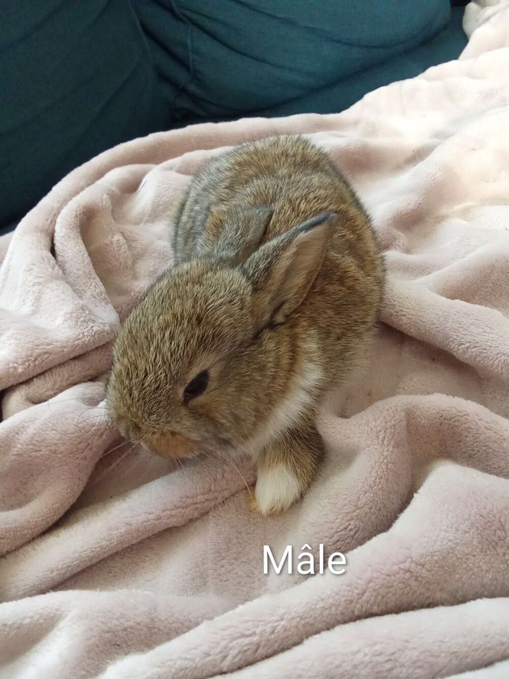   B�b� lapin m�le 85140 