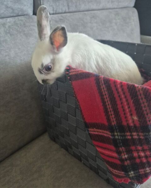 JEUNE LAPIN NAIN 0 31140 Launaguet