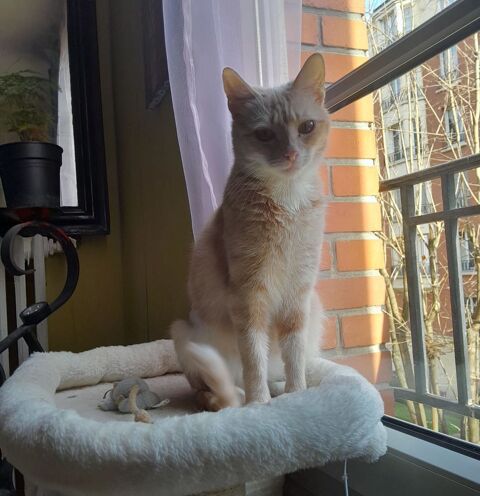 Sophie recherche un doux foyer 195 92600 Asni�res-sur-seine