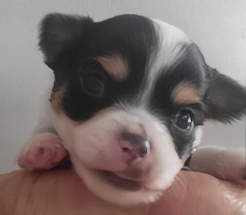 Chihuahuas merles poils longs 0 13780 Cuges-les-pins