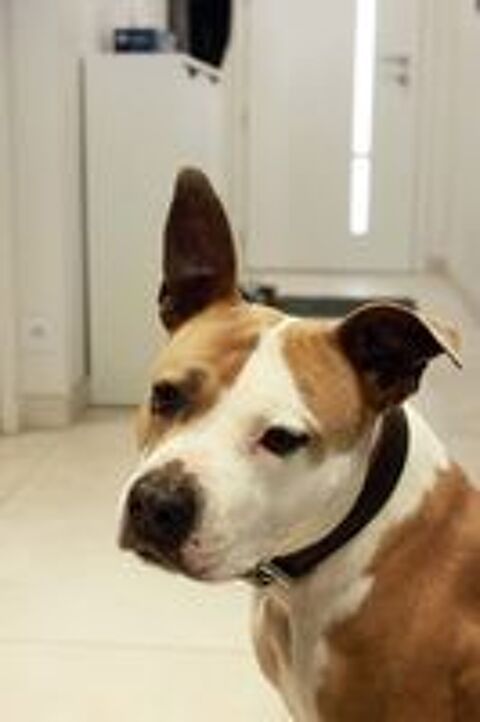   AZIA, magnifique chienne crois�e Dogue � l'adoption 