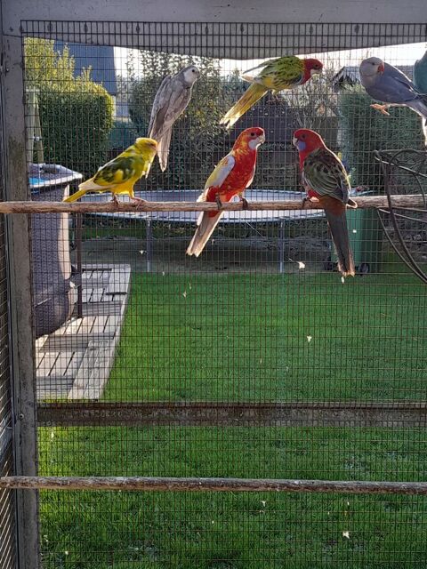 Perruche de pennant jaune 150 53500 Erne