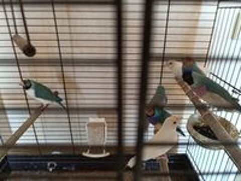   Diamant de gould bleu blanc  