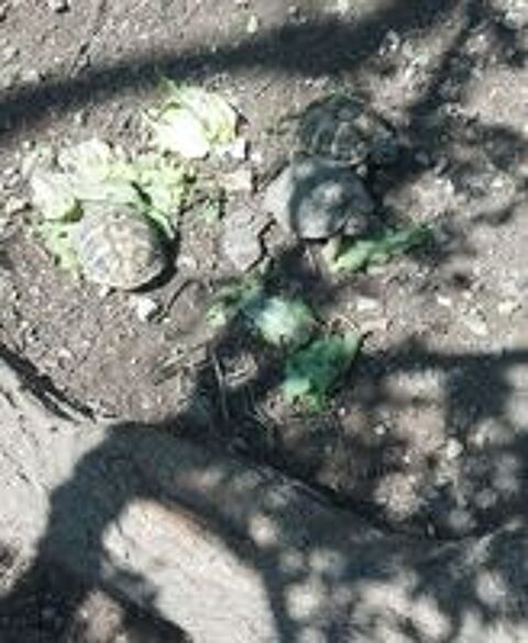   Tortue terre 