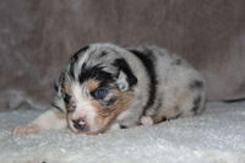   Chiots Berger Australien 