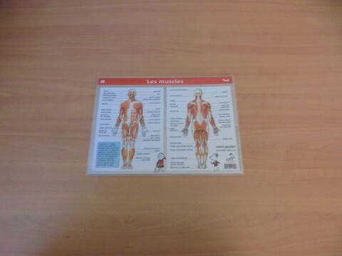 Mini poster corps humain 2 Tours (37)