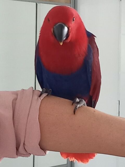 Eclectus polychloros 750 79000 Niort