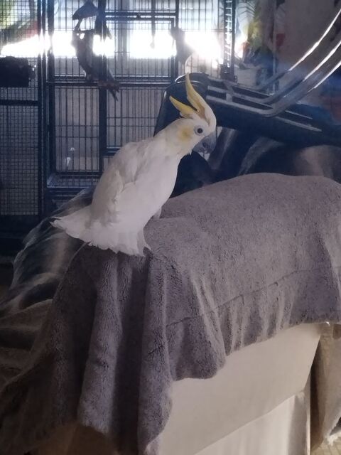 Perroquet  1200 47200 Fourques-sur-garonne