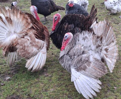 Dindes et dindons 2025 50 42820 Ambierle