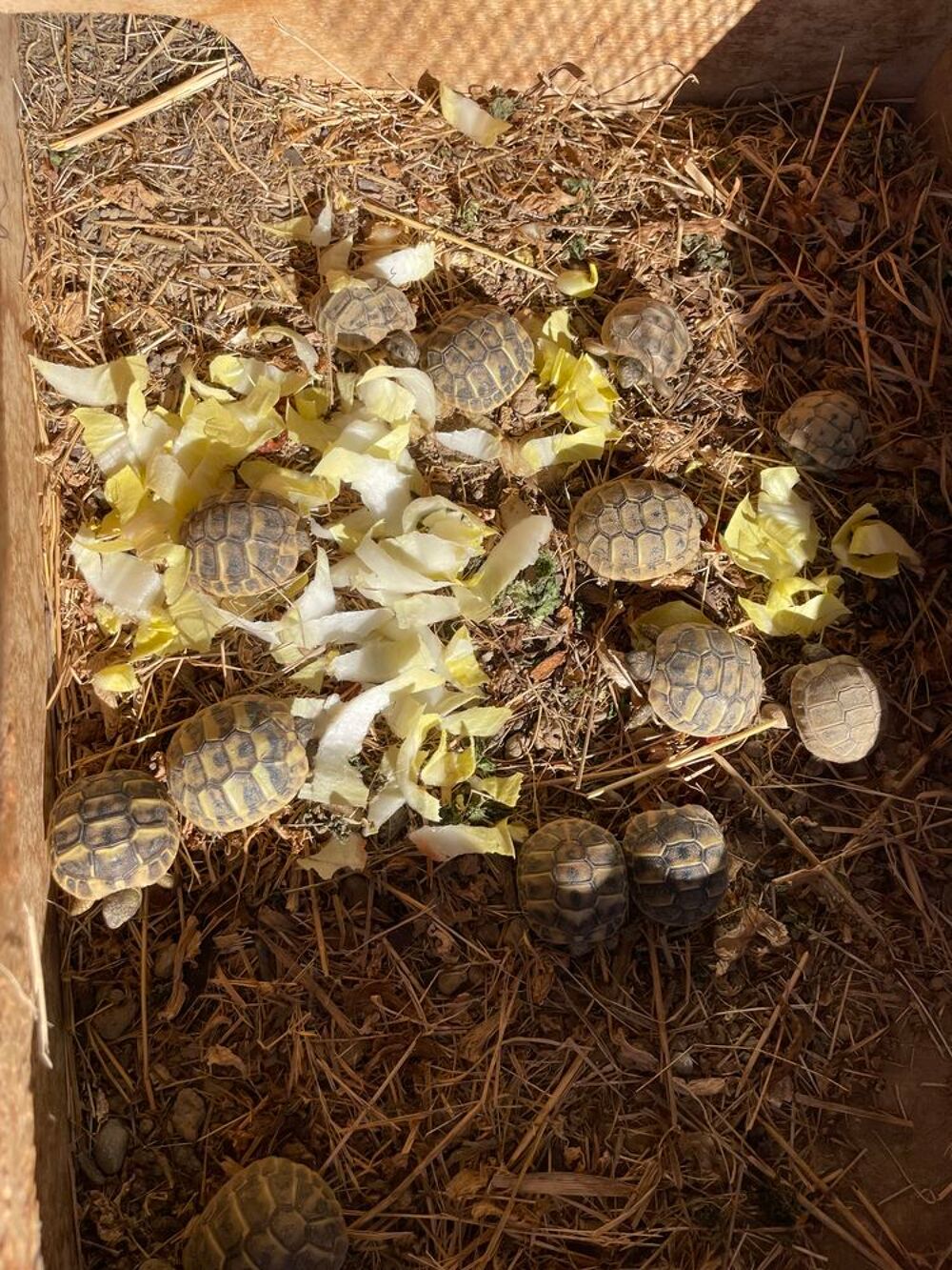   Tortues de terre  