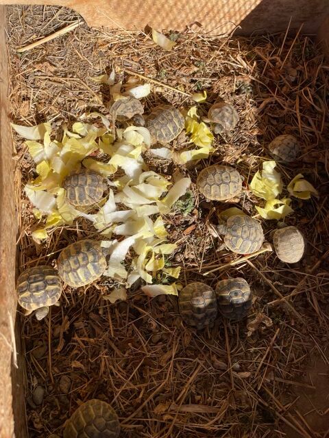 Tortues de terre 11300 Cpie