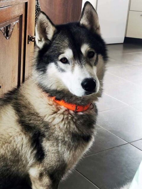 LUCKYDAYA, magnifique husky à adopter via l'association UMA 190 44980 Sainte-luce-sur-loire