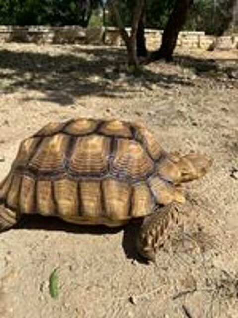   Sulcata male 