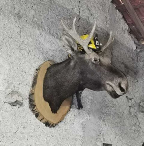 tte d'orignal naturalise 1000 Naves (03)